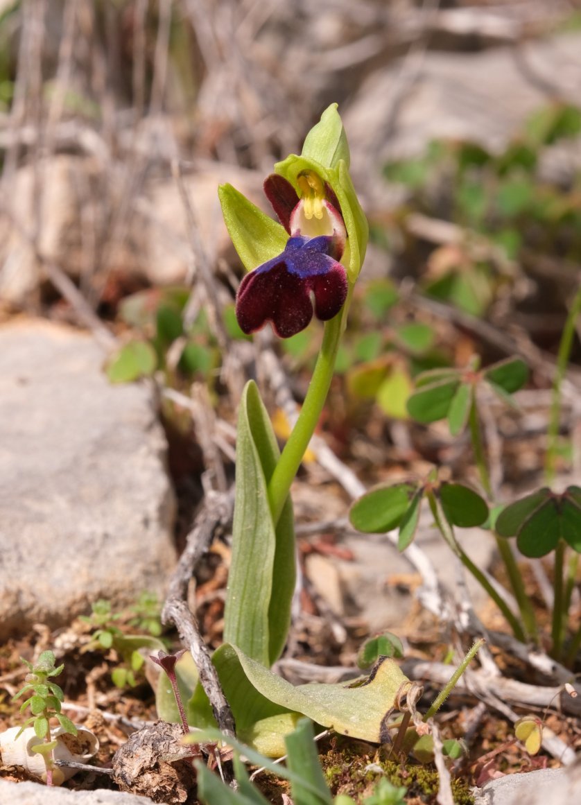 Anno nuovo, orchidee nuove: dalla Grecia con passione.